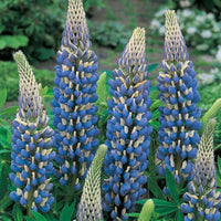 Sweet blau lupine perennial blume samen