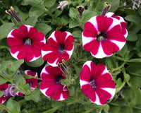 kletternd Petunie Petunie hybrida Samen zur Aussaat trellis Garten floral Schau