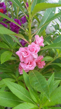 klein Rosa Springkraut Blumensamen zur Aussaat ideal Rabatten Traditionssorte & ohne Gentechnik Samen Hausgarten