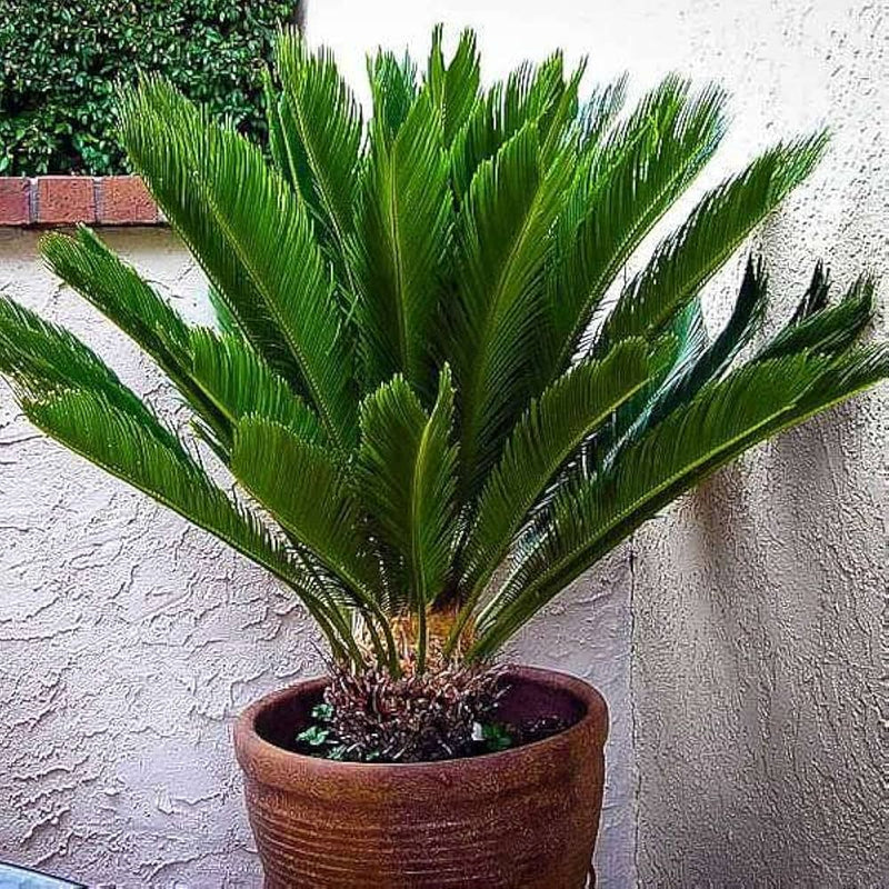 Cycas blume samen for anpflanzung - premium quality, heirloom & gmo free samen for home garten
 
 sale samen for anpflanzung in home garten