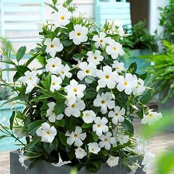Weiß Mandevilla Blumensamen zur Aussaat Landhaus Garten wichtig Traditionssorte & ohne Gentechnik Samen Hausgarten