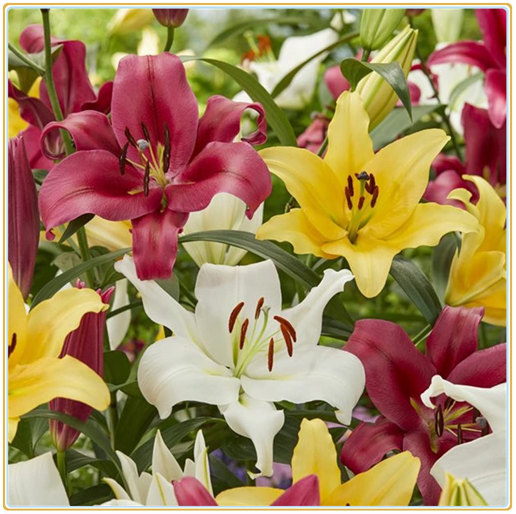 Mixed di giglio blume samen for anpflanzung - easy to grow, heirloom & gmo free samen for home garten
 
 sale samen for home garten