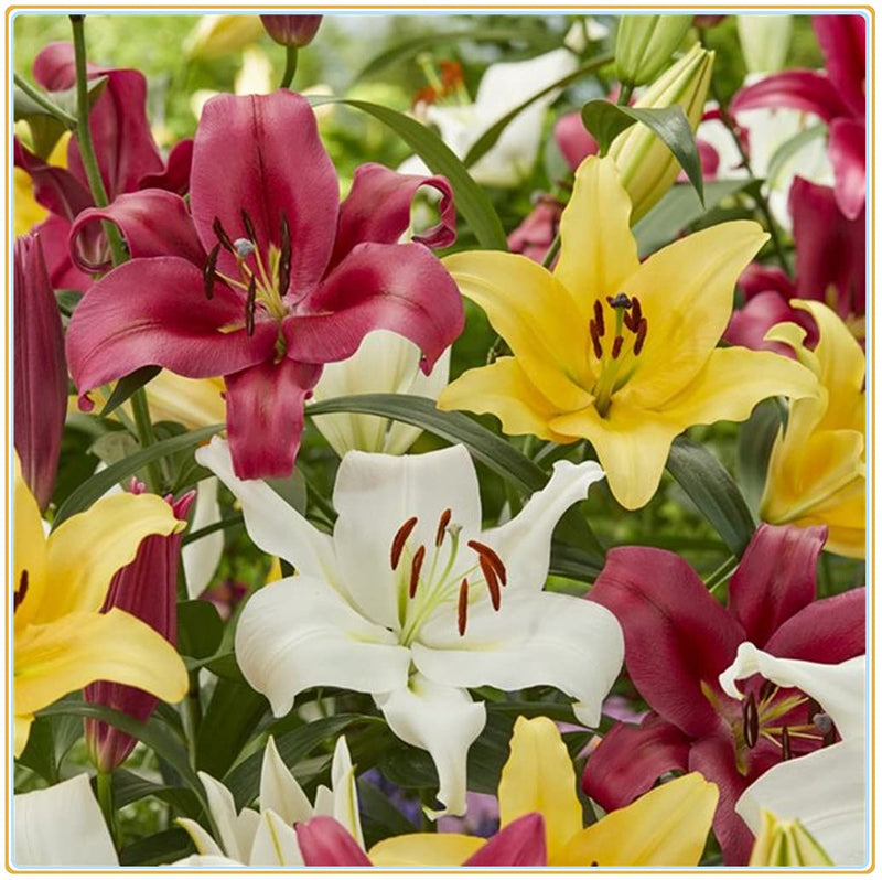 Mixed di giglio blume samen for anpflanzung - easy to grow, heirloom & gmo free samen for home garten
 
 sale samen for home garten