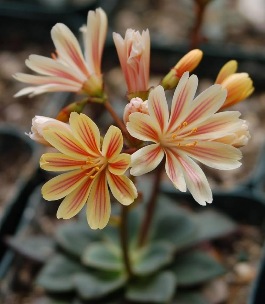 Gemischt Lewisia Blume Samen zur Aussaat – leuchtend mehrjährige Blüten für wunderschöne Gärten