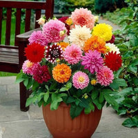 Misti Dalia Blumensamen – Soft und elegant Garten Blüten