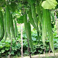 Trichosanthes Cucumerina Samen for Gemüse Planting