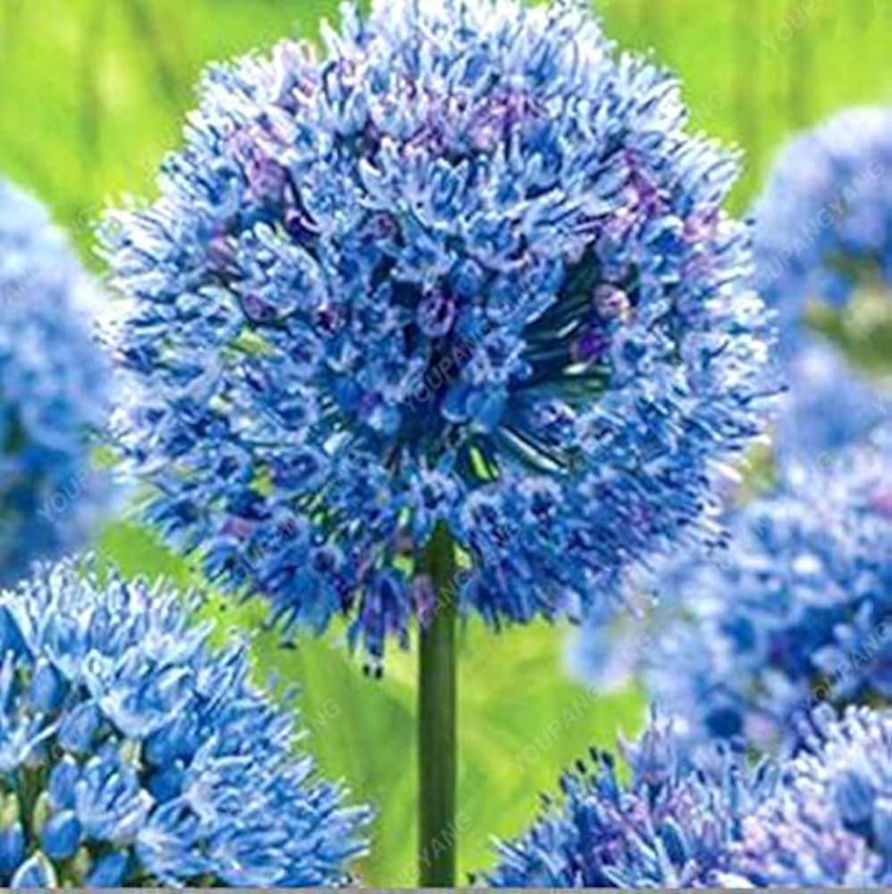 Riesenlauch (allium giganteum) samen for rare blumen and bonsai