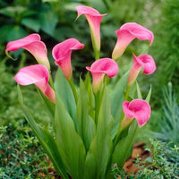 Traditionssorte Zantedeschia Blumensamen zur Aussaat farbenfroh Schau Traditionssorte & ohne Gentechnik Samen Hausgarten