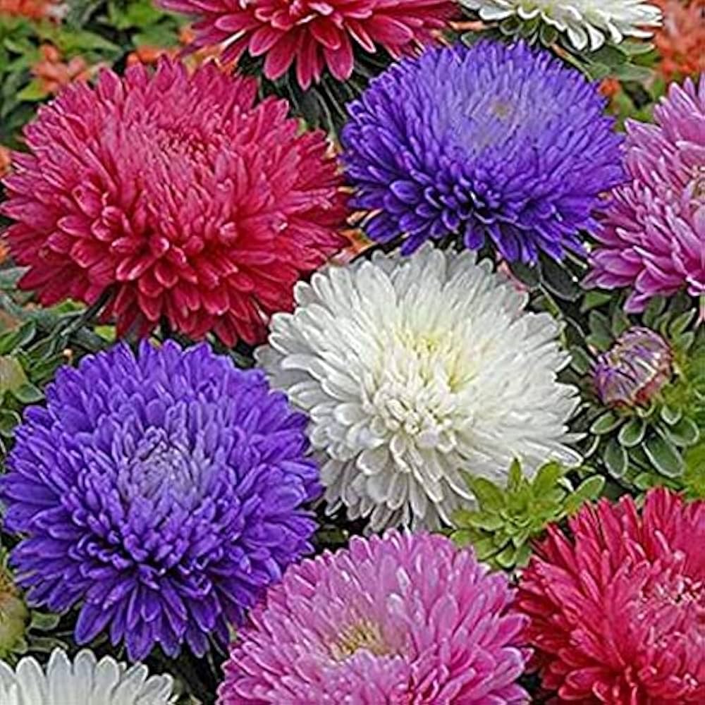 Ostrich Plume Aster Samen – Schnitt Blume Mischung einjährig Feathery Blüten
