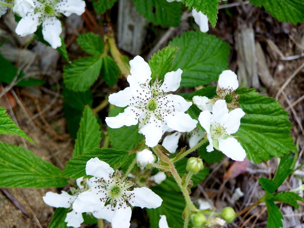 Rubus (rubus cuneifolius) samen for anpflanzung in home garten