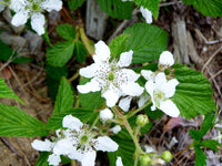 Rubus (rubus cuneifolius) samen for anpflanzung in home garten