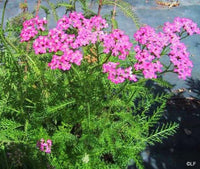 Achillea Cerise Queen Yarrow Blumensamen leuchtend Rosa Blüten
