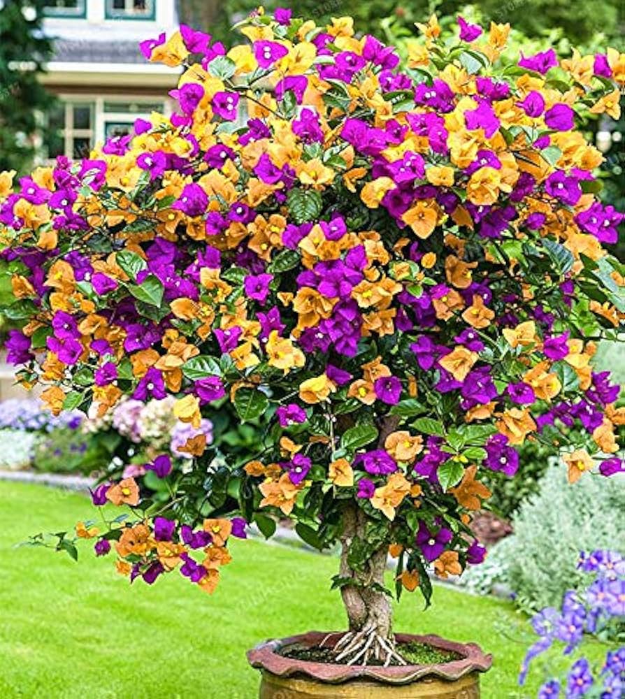 Bougainvillea gelb lila blume samen for anpflanzung - compact growth, heirloom & gmo free samen for home garten
 
 sale for anpflanzung in home garten.