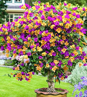 Bougainvillea gelb lila blume samen for anpflanzung - compact growth, heirloom & gmo free samen for home garten
 
 sale for anpflanzung in home garten.
