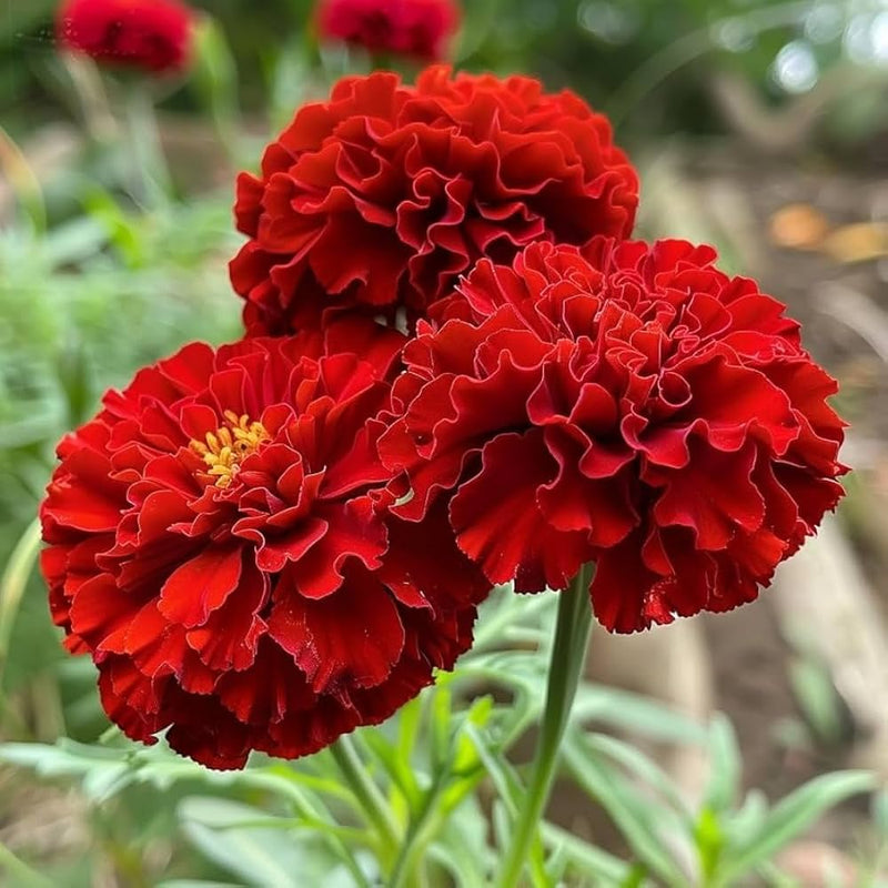 Semi di calendula rossa e bianca da seminare in giardino, varietà tradizionale popolare e non geneticamente modificata, per l’orto domestico