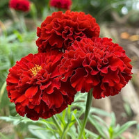 Rot Weiß Studentenblume Blumensamen zur Aussaat Garten beliebt Traditionssorte & ohne Gentechnik Samen Hausgarten
