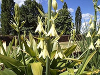 Galtonia viridiflora blume samen for anpflanzung - long bloom season, heirloom & gmo free samen for home garten
 
 sale for anpflanzung in home garten
