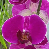 Violett Schmetterling Orchidee Blumensamen zur Aussaat – pflegeleicht – Traditionssorte & ohne Gentechnik Samen Hausgarten
