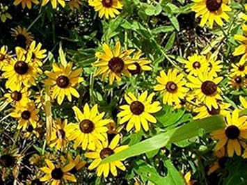 Gelb rudbeckia blume samen for anpflanzung - cottage garten essential, heirloom & gmo free samen for home garten
 
 sale for anpflanzung in home garten.