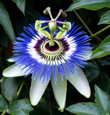 Himmelblau Weiß Passion Blumensamen zur Aussaat duftend Blüten Traditionssorte & ohne Gentechnik Samen Hausgarten