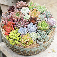 selten Succulent Bonsai Blumensamen