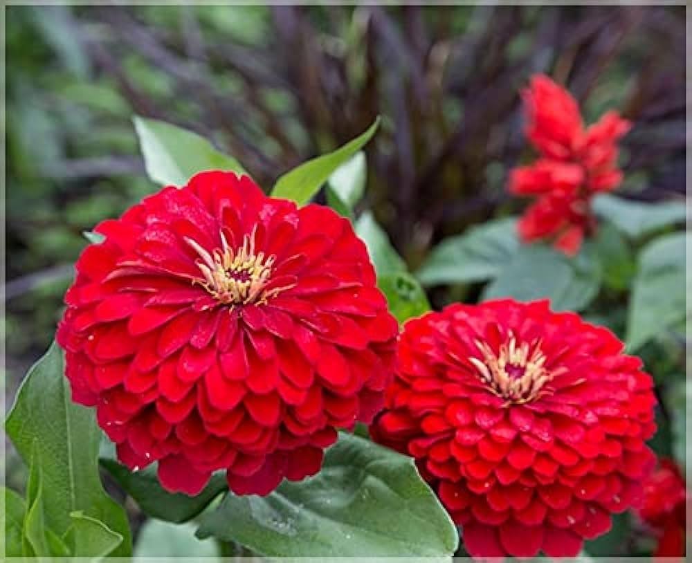 Braun Rot Zinnie Blumensamen zur Aussaat Halbschatten verträglich Traditionssorte & ohne Gentechnik Samen Hausgarten