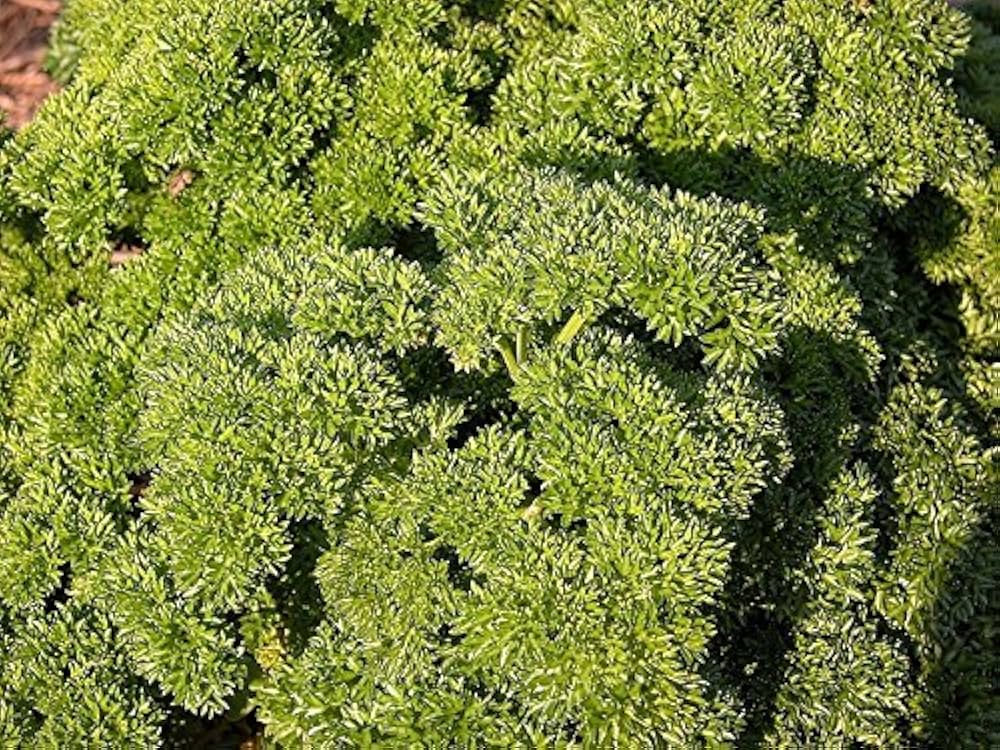 curled parsley petroselinum crispum samen für pflanzung Kräuterpflanze bed container garden