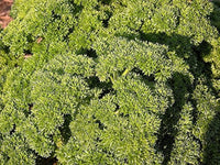 curled parsley petroselinum crispum samen für pflanzung Kräuterpflanze bed container garden
