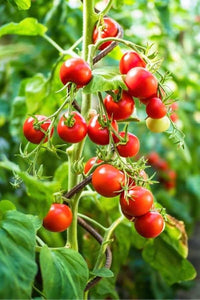 Solanum Trilobatum Cherry Gemüse Samen zum Pflanzen in Gemüse Patch