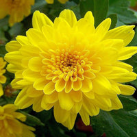 Gelb Chrysantheme Blumensamen zur Aussaat sonnenliebend Traditionssorte & ohne Gentechnik Samen Hausgarten
