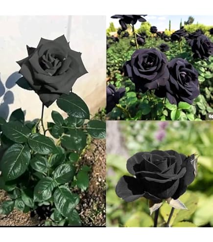 Gray Weiß Rose Blumensamen zur Aussaat Bestäuber freundlich Traditionssorte & ohne Gentechnik Samen Hausgarten