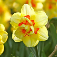 hell Gelb Rot gefüllt Petals Rosa Daffodils Samen zur Aussaat Wildblume Mischung Traditionssorte & ohne Gentechnik Samen Hausgarten