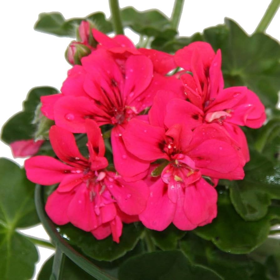 Pelargonium Peltatum Geranie Zimmerpflanzen