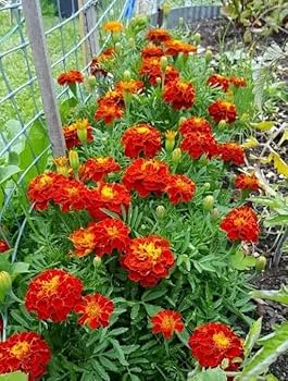 Rot Blume Pot Blumensamen zur Aussaat – leuchtend – Traditionssorte & ohne Gentechnik Samen Hausgarten