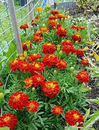 Rot Blume Pot Blumensamen zur Aussaat – leuchtend – Traditionssorte & ohne Gentechnik Samen Hausgarten