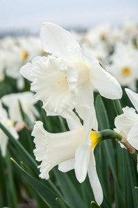 Daffodils blume samen anpflanzung weiß