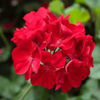 Geum Blume Samen zur Aussaat leuchtend mehrjährige Blüten für Ihren Garten
