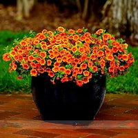 Orange calibrachoa blume samen for anpflanzung - hardy variety, heirloom & gmo free samen for home garten
 
 sale for anpflanzung in home garten.