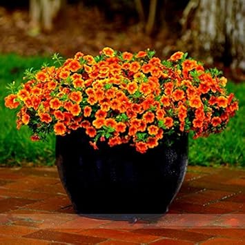 Orange calibrachoa blume samen for anpflanzung - hardy variety, heirloom & gmo free samen for home garten
 
 sale for anpflanzung in home garten.