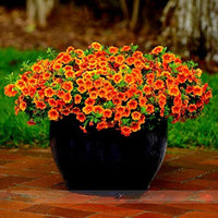 Gemischt Calibrachoa Petunie Petunie spp. Samen zur Aussaat