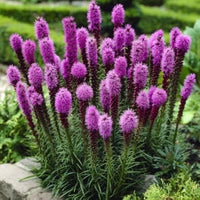 Blazing Blumensamen zur Aussaat farbenfroh Schau Traditionssorte & ohne Gentechnik Samen Hausgarten