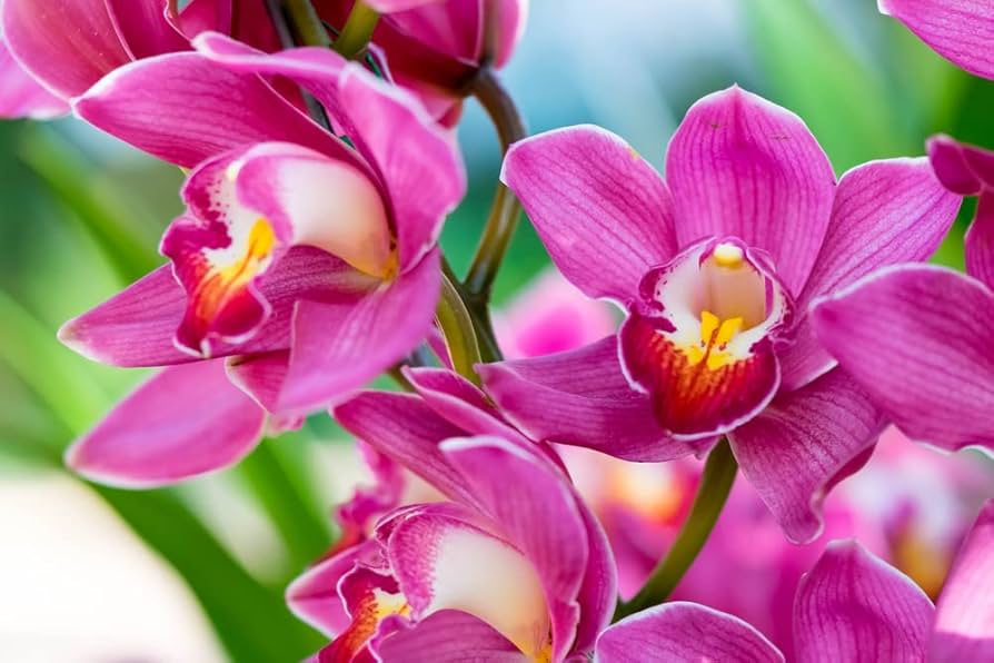 Phalaenopsis orchid blume samen for anpflanzung - perfect for borders, heirloom & gmo free samen for home garten
 
 sale for anpflanzung in home garten.