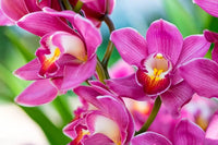 Phalaenopsis orchid blume samen for anpflanzung - perfect for borders, heirloom & gmo free samen for home garten
 
 sale for anpflanzung in home garten.