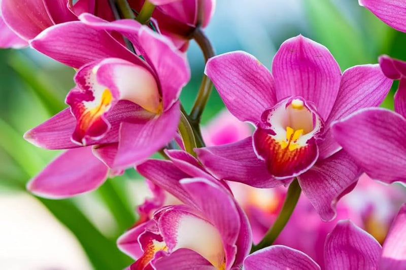 Phalaenopsis orchid blume samen for anpflanzung - perfect for borders, heirloom & gmo free samen for home garten
 
 sale for anpflanzung in home garten.