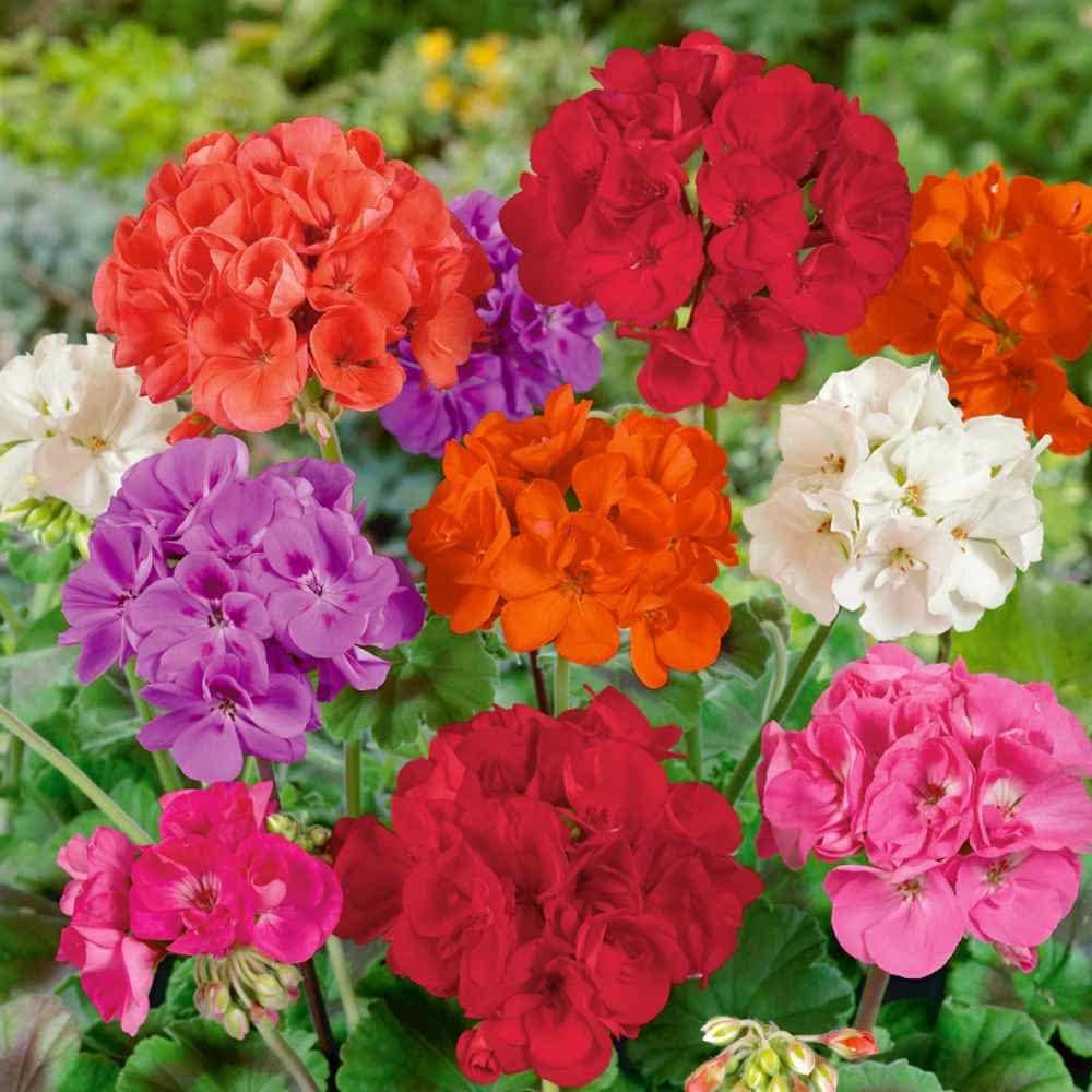 mehrfarbige Geranie Blumensamen einzigartig und Dynamic Garten Aussaat