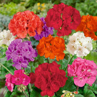 Traditionssorte Geranie Blumensamen zur Aussaat robust Sorte Traditionssorte & ohne Gentechnik Samen Hausgarten
