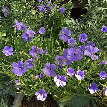 Blau oculata blume samen for anpflanzung - bright blooms, heirloom & gmo free samen for home garten
 
 sale samen for home garten