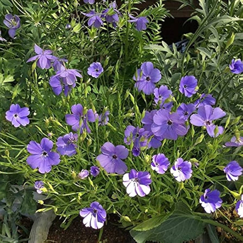 Blau oculata blume samen for anpflanzung - bright blooms, heirloom & gmo free samen for home garten
 
 sale samen for home garten