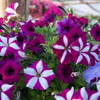 Petunia samen for anpflanzung in blume bed