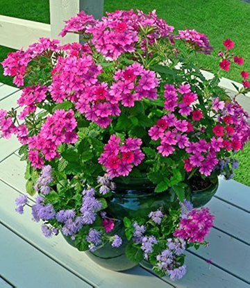 Verbena chokecherry anpflanzung samen: vibrant flowering blooms for a colorful garten display samen